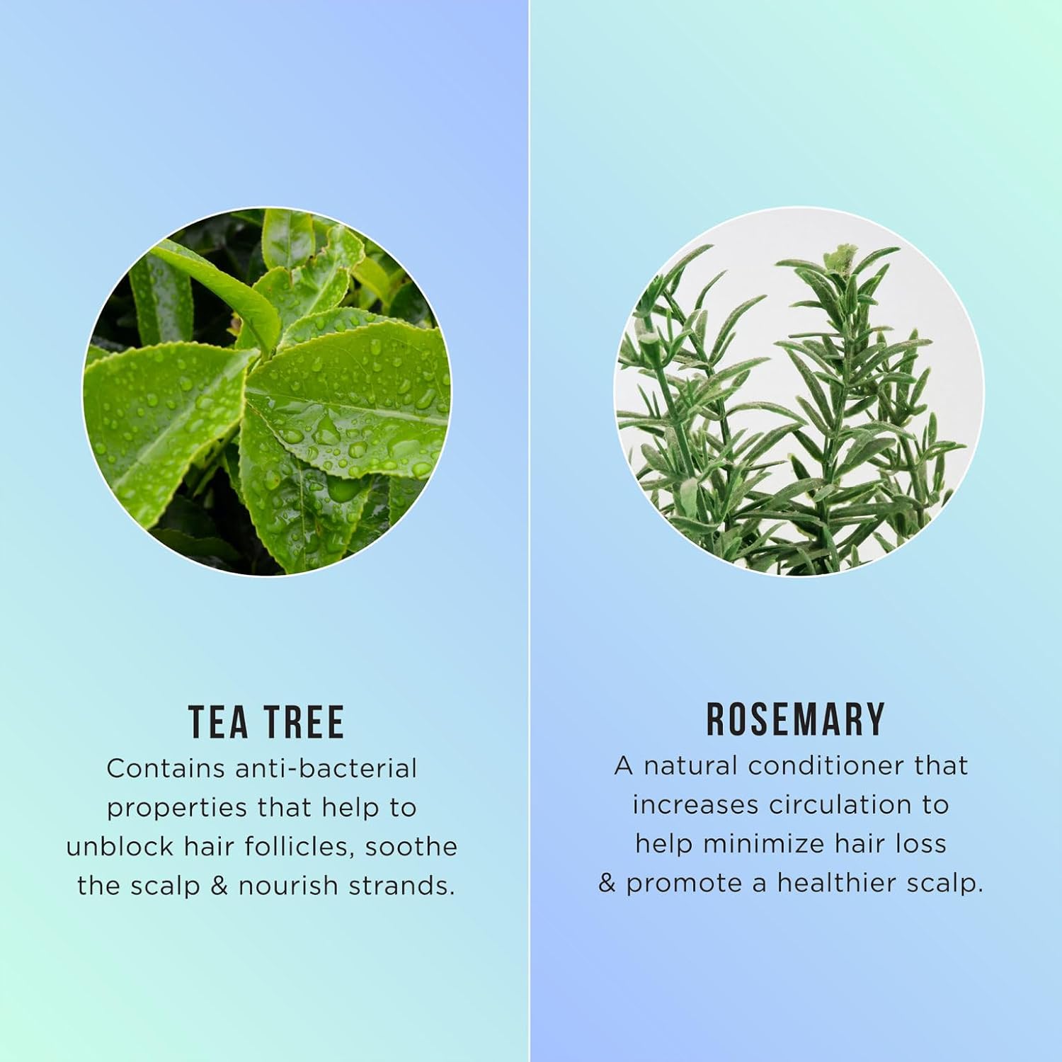 1776178114_HASK-Tea-Tree-Oil-Rosemary-Anti-Dandruff-Shampoo-355ml-For-Dry-Itchy-Scalp-Removes-Impurities-Builup-Sulfate-ParabenFree.jpg